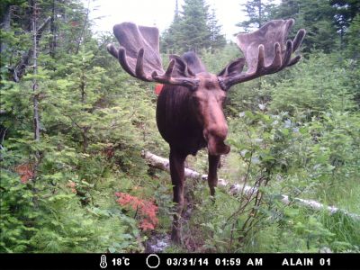 Gros buck orignal