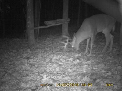 gros buck pour l'an prochain