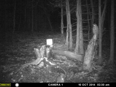 Les jeux sont faites, 2$ sur la chouette