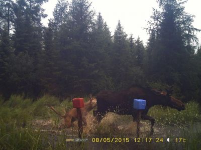 Un loup en pleine action!