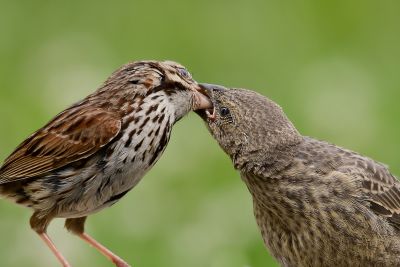 Parasitisme de couve