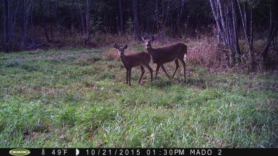 Telle mre, telle fille.