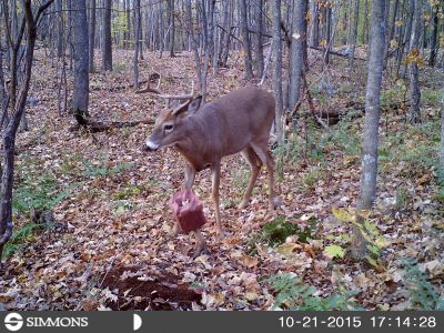 Un beau presque 9 pointes