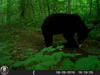 Un tout petit nounours....hum !!!