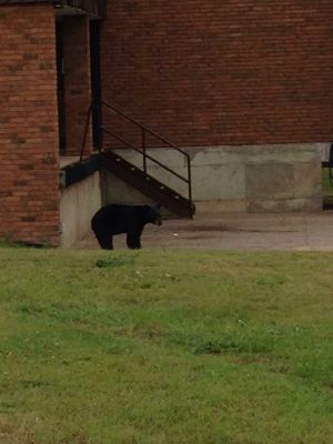 Excusez-moi, la fort c'est par o ?