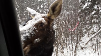 La belle charlotte des neige