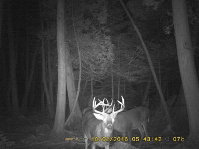 Les bucks s'empilent