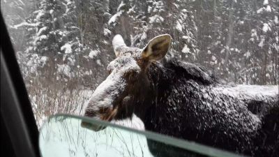 La belle charlotte des neige 