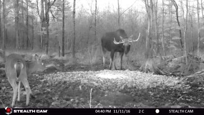Veux-tu te battre ? T'es sr ?