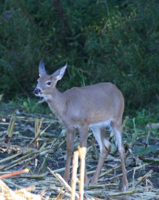 tout beau tout sourire.