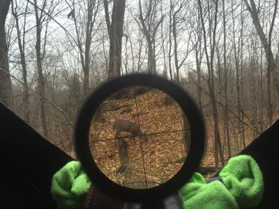 Chevreuil 31 oct 2015