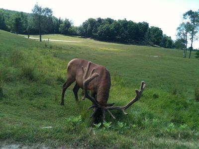 Ou donc est cette carotte?