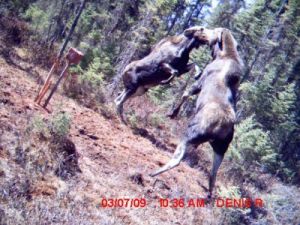 Chevreuil.net - Gagnant du concours photos 2015 - Photos inusites