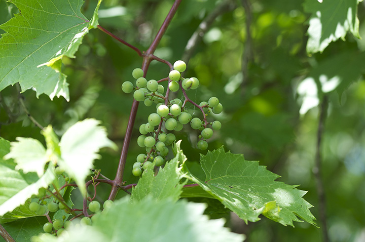 Photo d'une vigne des rivages et ses raisins