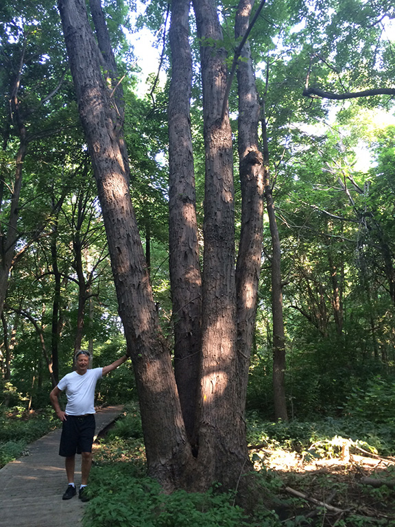 Photo d'un arbre centenaire