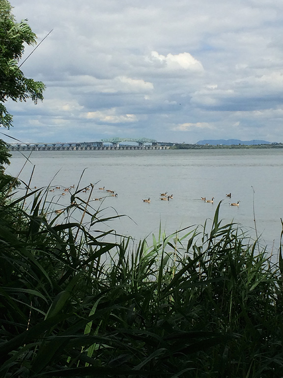 Photo de bernaches sur le fleuve.