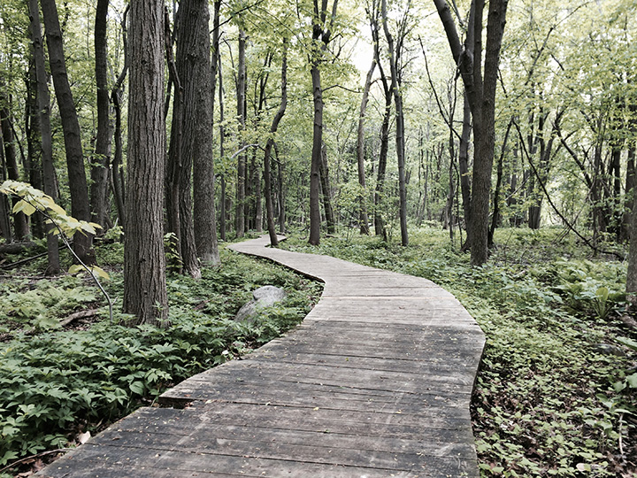 Photo du bois avec des colonies d'impatientes