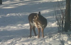 Chevreuil.net - concours photos 2015 - Photos inusites