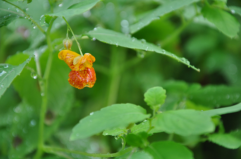 Photo de la fleur de l'impatiente du cap