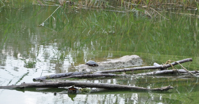 Photo d'une tortue serpentine