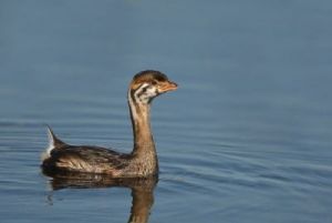 Chevreuil.net - Gagnant du concours photos 2015 - Photos animaux vivants