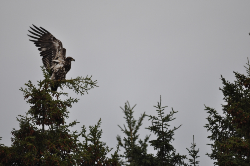 Pygargue  tte blanche immature
