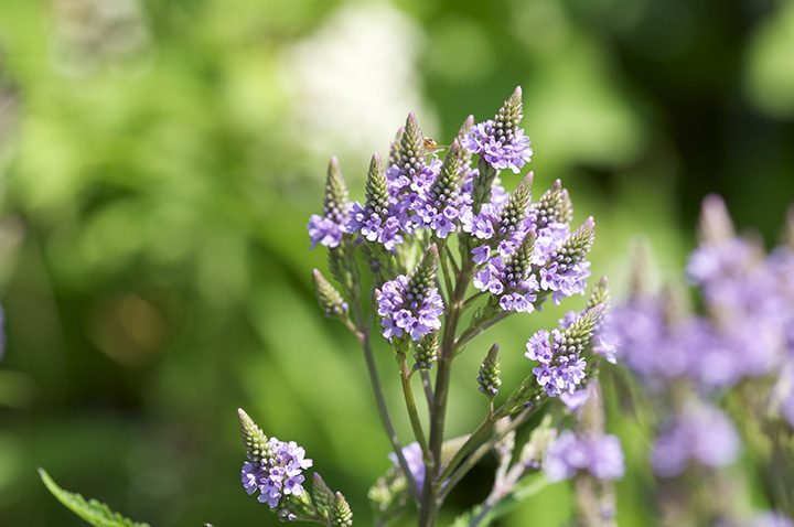 Photo de fleur sauvage
