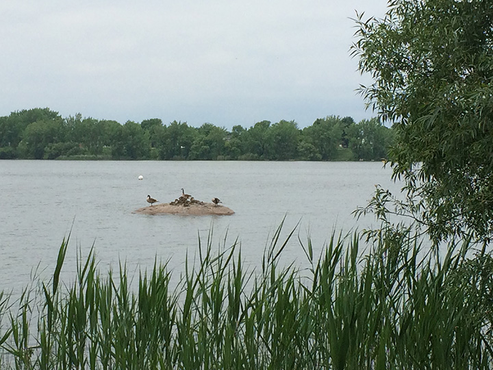 Photo des bernaches du Canada sur une pierre.
