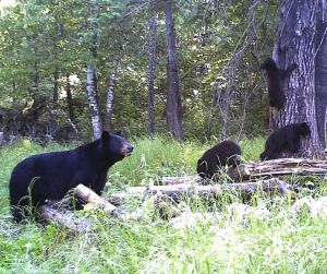 Chevreuil.net - concours photos 2015 - Photos animaux vivants