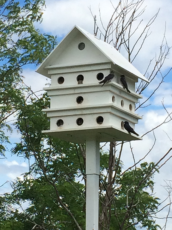Photo du condominium d'hirondelles