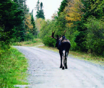 Orignal mâle ou femelle Orignal mâle ou femelle