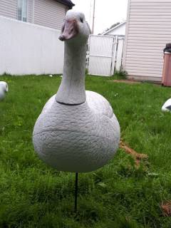 Appelant decoy pour la chasse