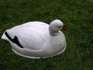 Oies appelant decoy sentinelles et feeding