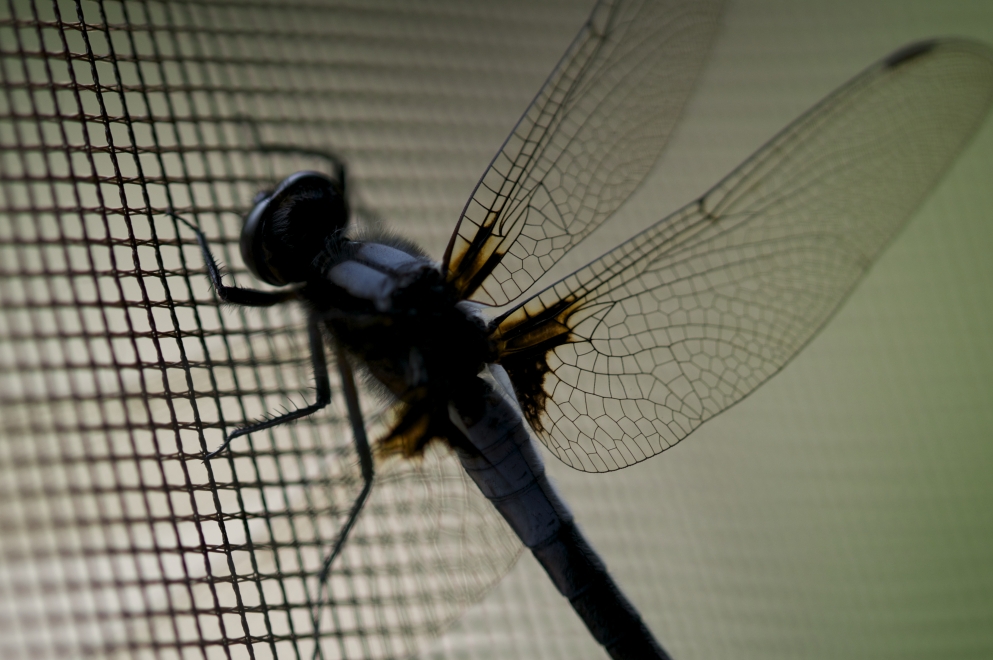 Photo d'une libellule