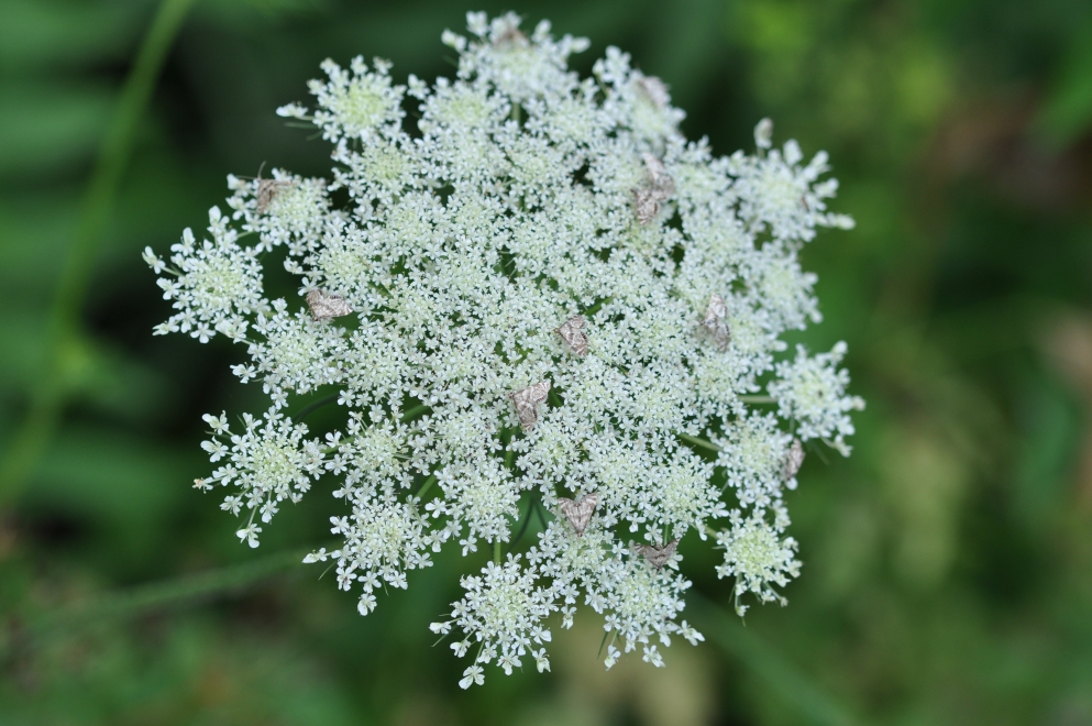 Photo de fleur en macro
