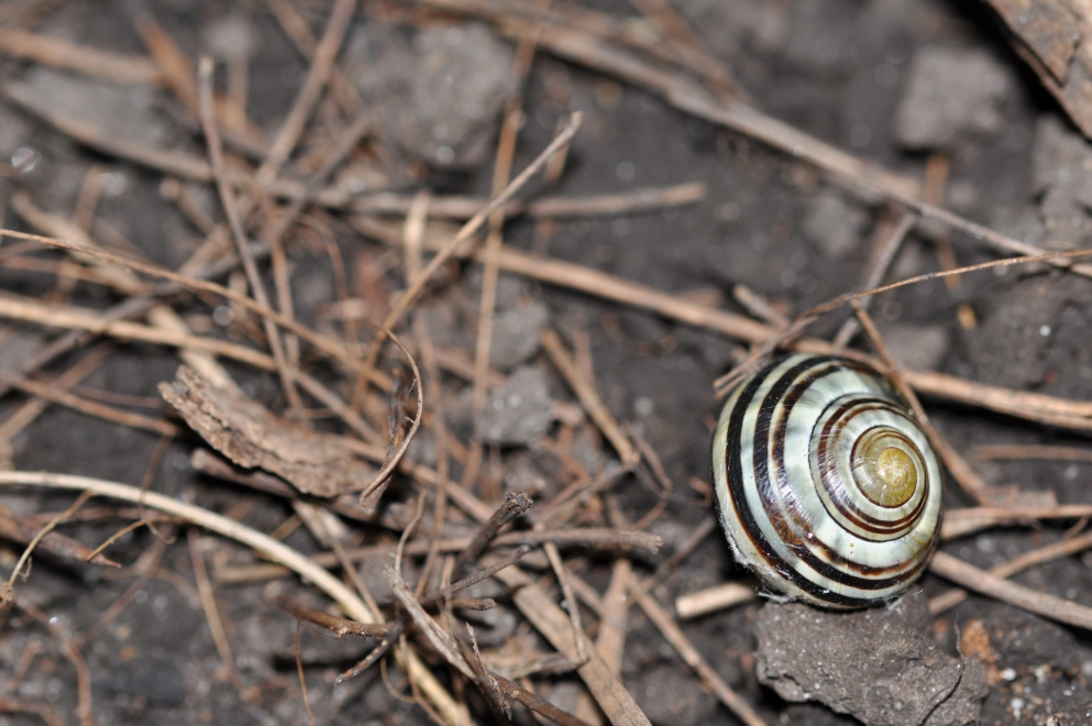 Photo de fleur en macro et insectes