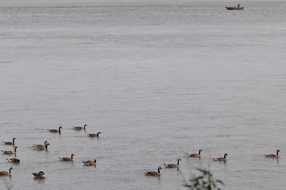 Photo d'outardes et p�cheurs