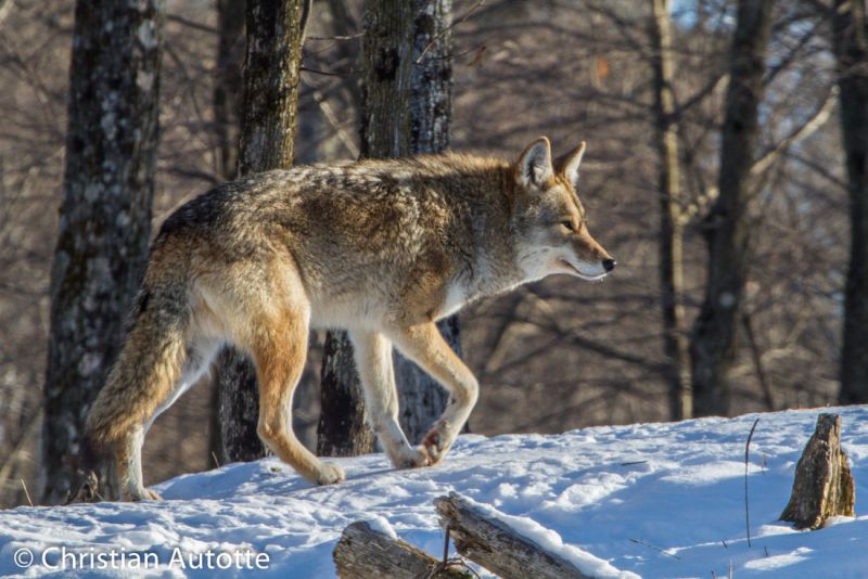 Photo d'un coyote
