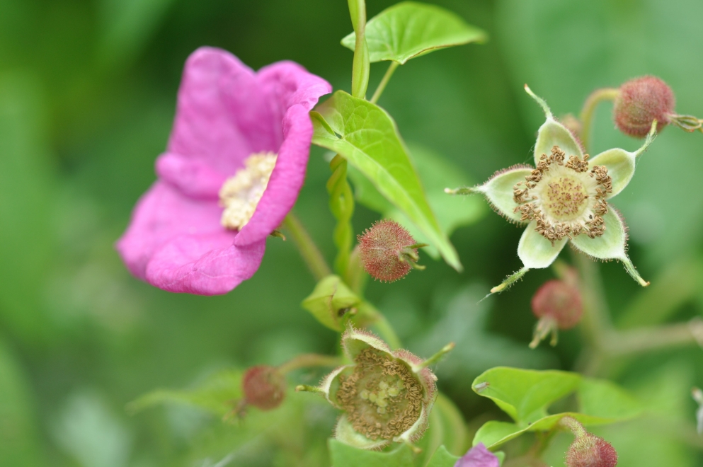 Photo d'une fleur en macro