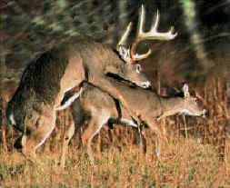 Femelles et grattages: Femelles et grattages: