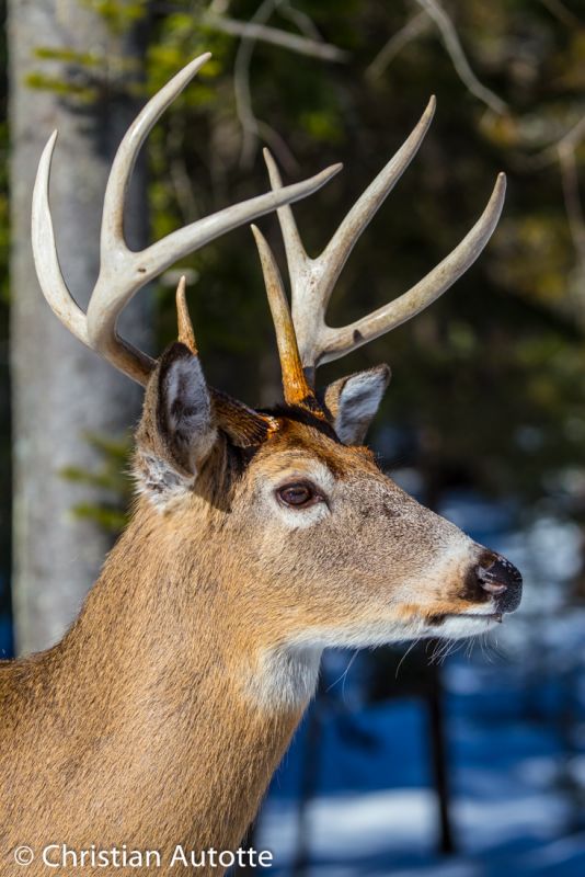 Photo d'un buck (cerf de Virginie)