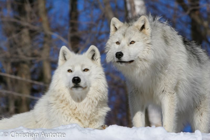 Deux loups blancs