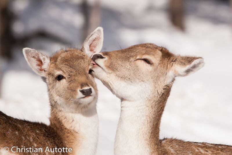 Photo de deux cerfs