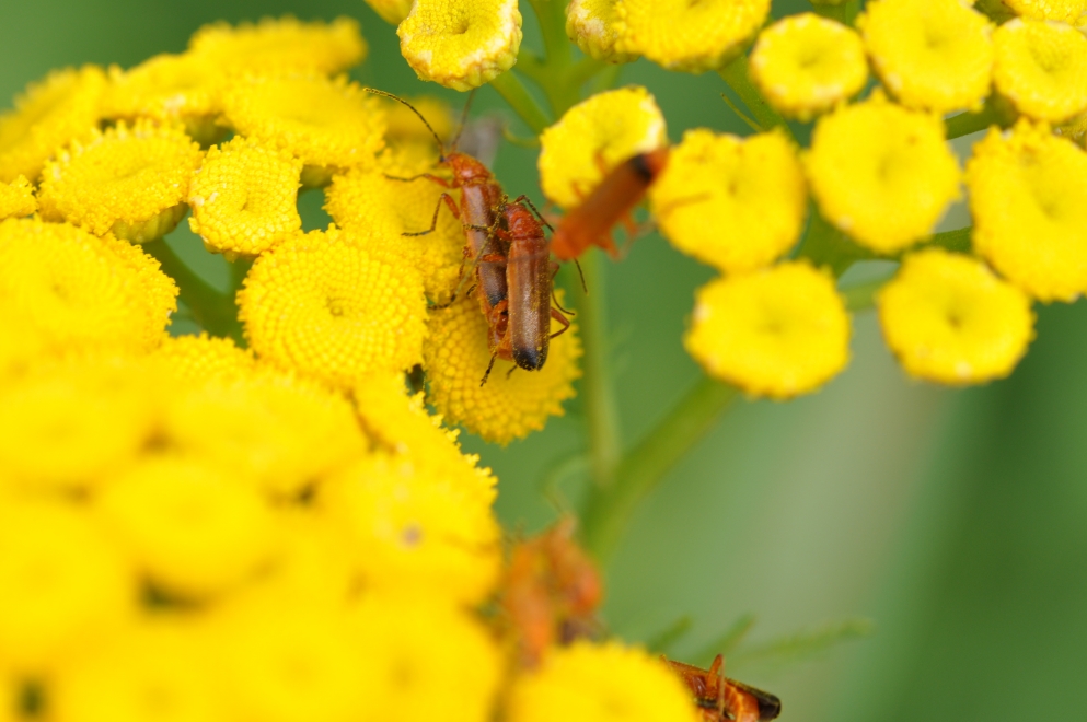 Photo de fleur en macro et insectes