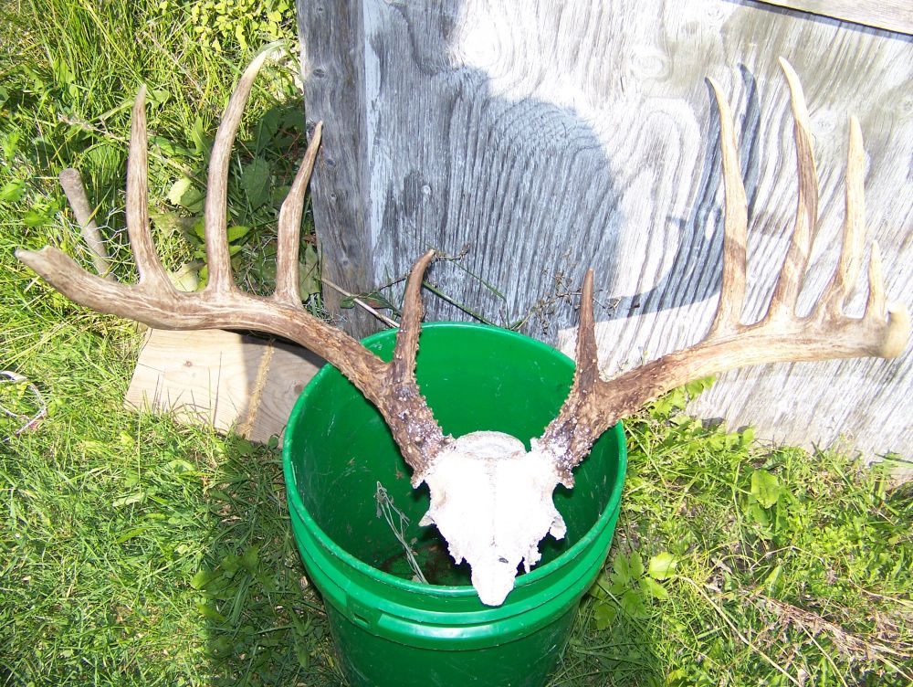 Comment Faire Un Trophée De Chevreuil En Video La récolte d'un trophée inattendu - Chevreuil.net | Chasse, pêche et