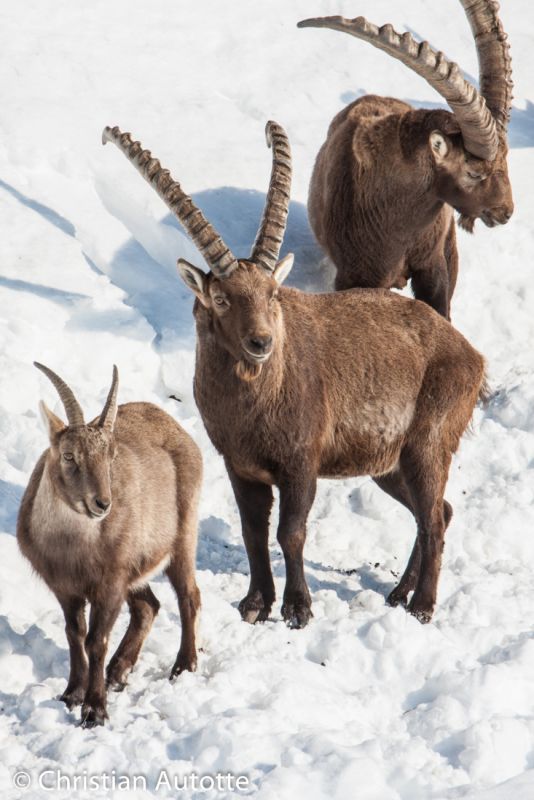 Photo de trois Ibex