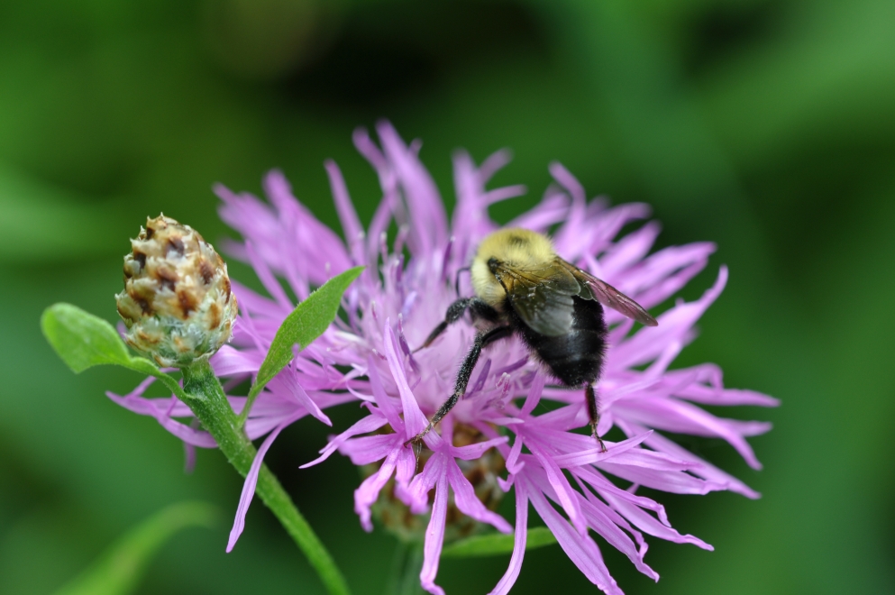 Photo de fleur en macro et insectes